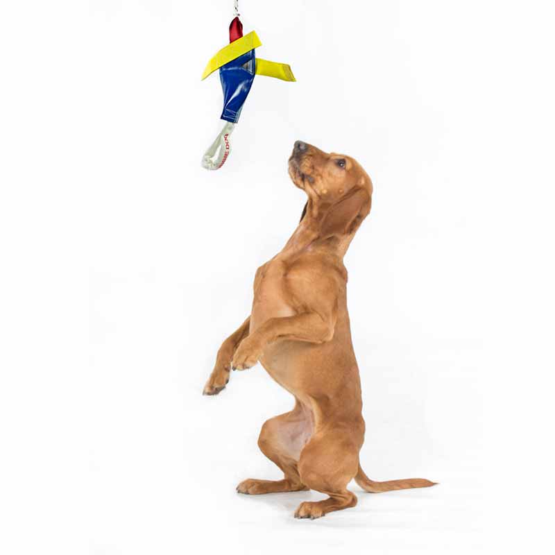 aussie_dog_bungee_chook_heavy2.jpg