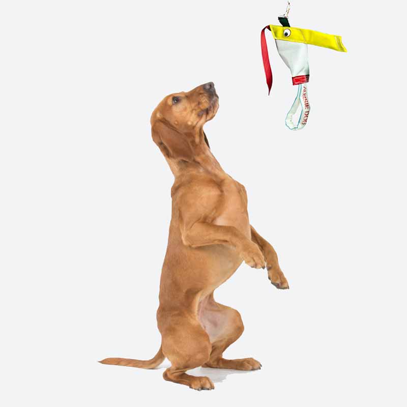 aussie_dog_bungee_chook_standard2.jpg