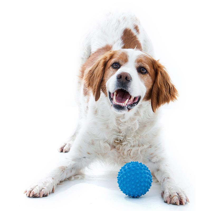 aussie_dog_catch_ball_blue2.jpg