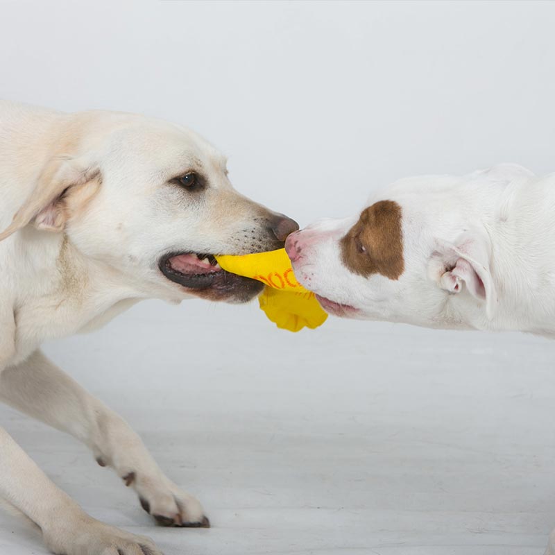 aussie_dog_eightathong_large2.jpg