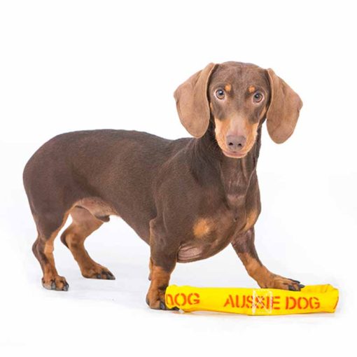 aussie_dog_eightathong_small.jpg