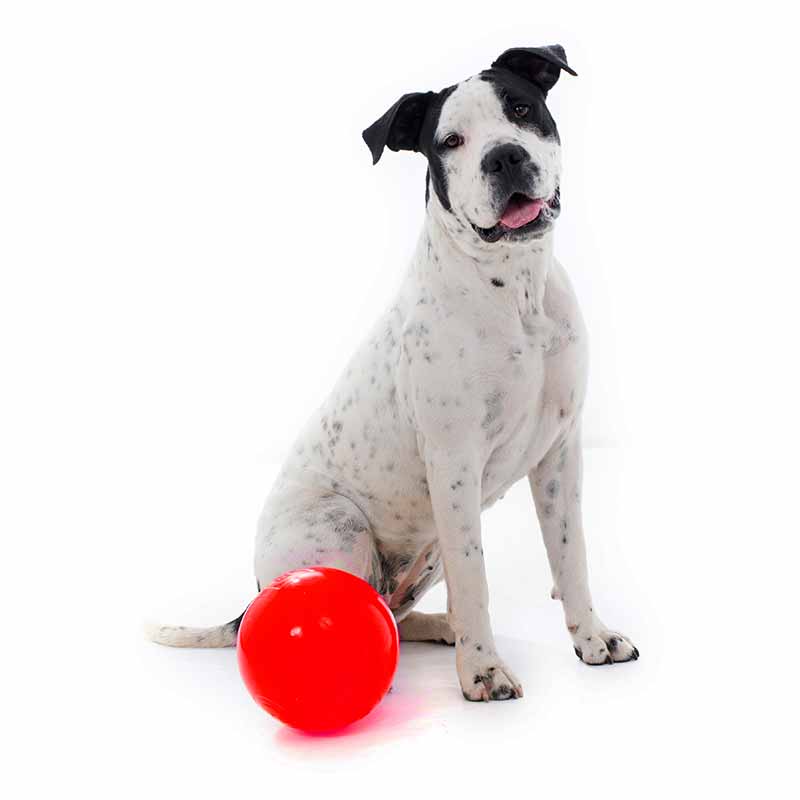 aussie_dog_enduroball_medium2.jpg