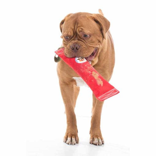 aussie_dog_fetchit_large2.jpg