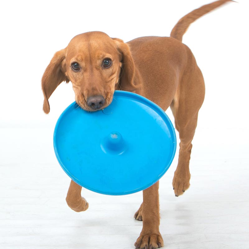 aussie_dog_fly_it_blue2.jpg