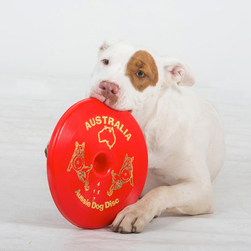 aussie_dog_fly_it_red2.jpg
