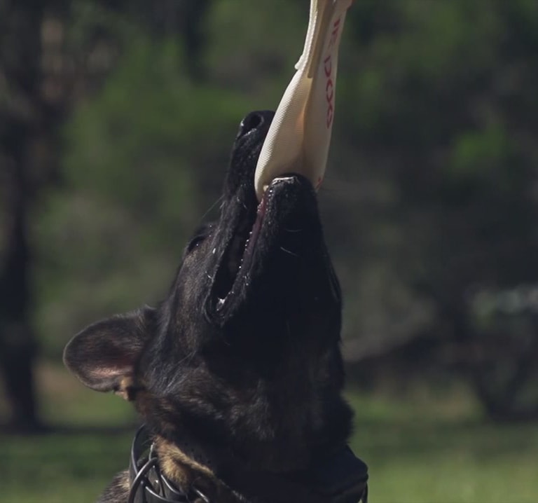 aussie_dog_home_alone_large2.jpg