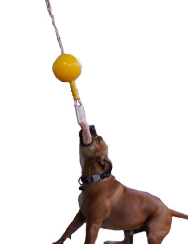 aussie_dog_home_alone_medium2.jpg