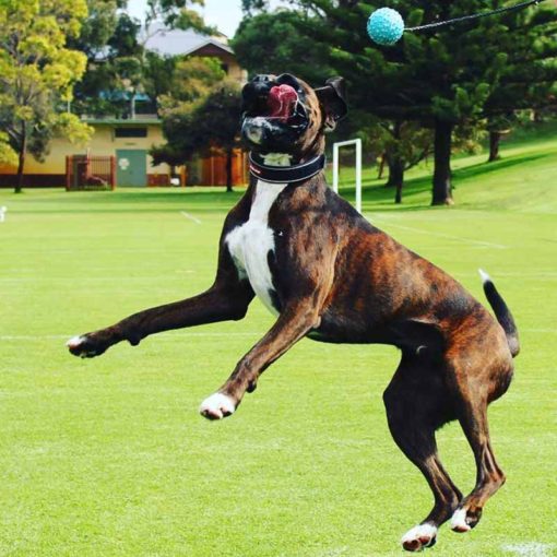 aussie_dog_long_ball_blue2.jpg
