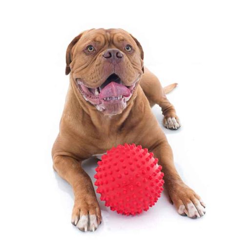 aussie_dog_mitch_ball_red2.jpg