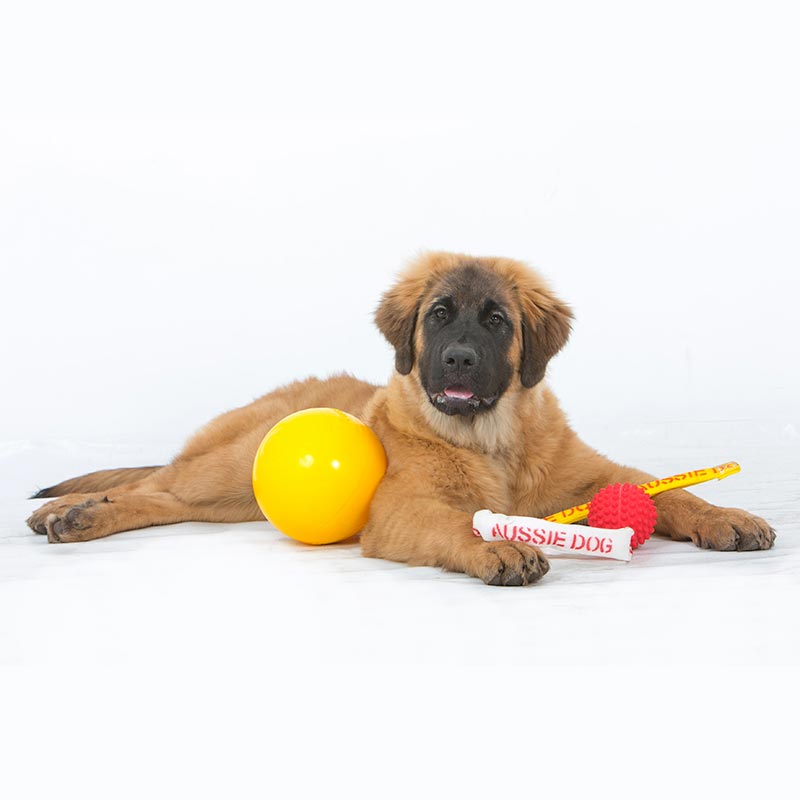 aussie_dog_puppy_pack_large2.jpg