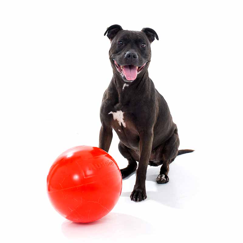 aussie_dog_staffie_ball2.jpg