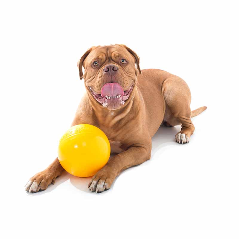 aussie_dog_tuckkerball_medium2.jpg
