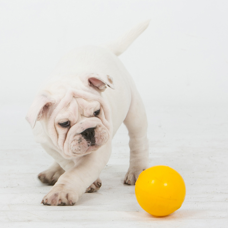 aussie_dog_tuckkerball_mini2.jpg