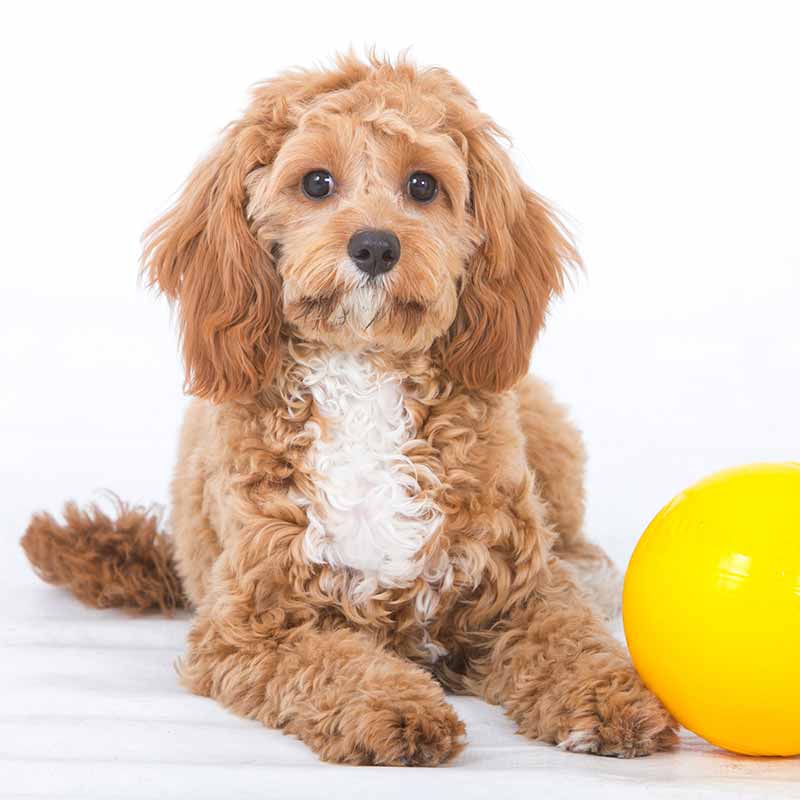 aussie_dog_tuckkerball_small2.jpg