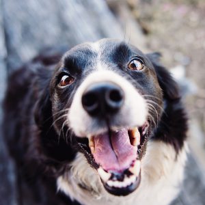animal-blur-canine-551628 animal-blur-canine-551628
